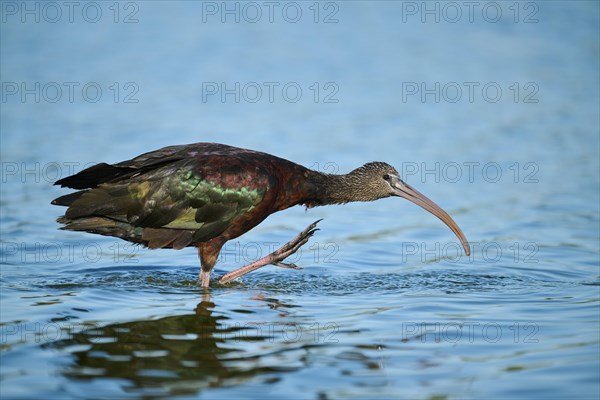 Glossy ibis (Plegadis falcinellus) standing in the water, hunting, Parc Naturel Regional de Camargue, France, Europe