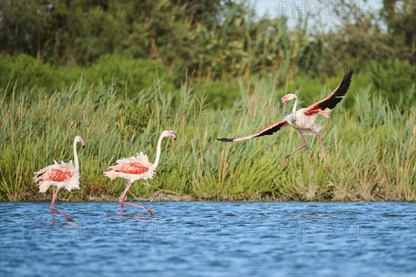 Greater Flamingo (Phoenicopterus roseus) landing in the water, flying, Parc Naturel Regional de Camargue, France, Europe