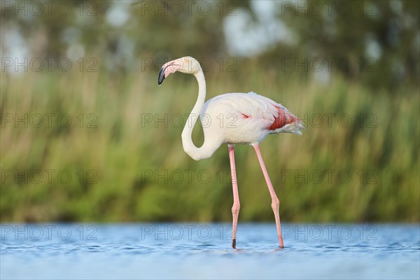 Greater Flamingo (Phoenicopterus roseus) standing in the water, Parc Naturel Regional de Camargue, France, Europe
