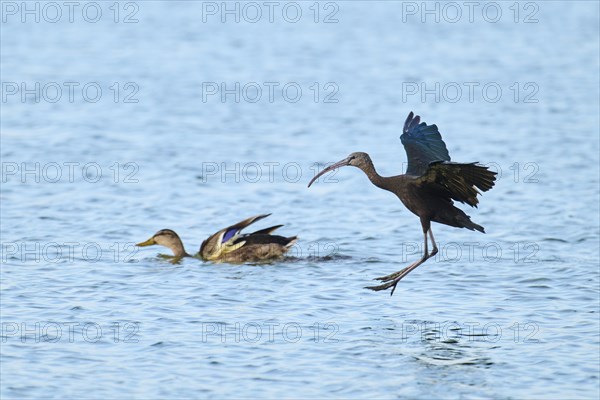 Glossy ibis (Plegadis falcinellus) landing in the water, Camargue, France, Europe