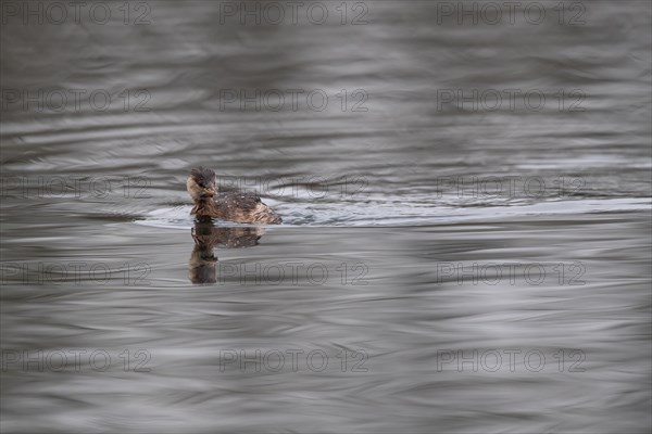 A little grebe, Lake Kemnader, Ruhr area, North Rhine-Westphalia, Germany, Europe