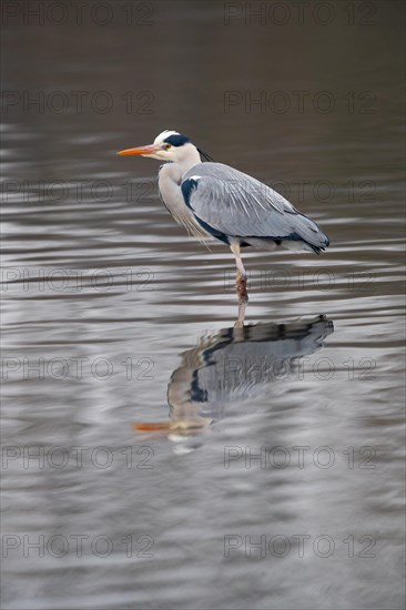 A grey heron reflected in the waves, Lake Kemnader, Ruhr area, North Rhine-Westphalia, Germany, Europe