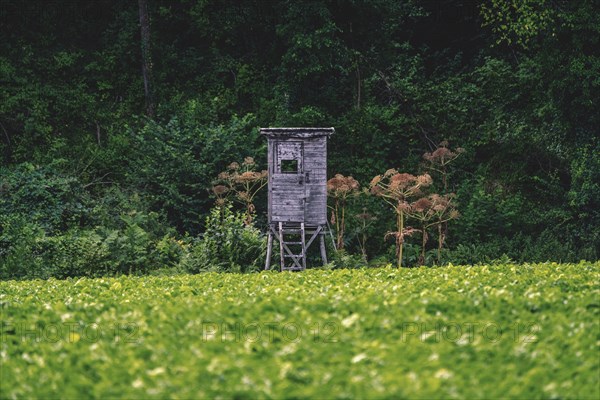 Old hunting stand at the edge of the forest, surrounded by meadows and wild plants, Osterholz, Wuppertal, North Rhine-Westphalia, Germany, Europe