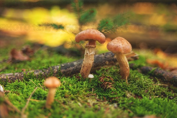 Young chanterelles growing on mossy forest soil in the middle of the green autumn forest, Wuppertal Vohwinkel, North Rhine-Westphalia, Germany, Europe