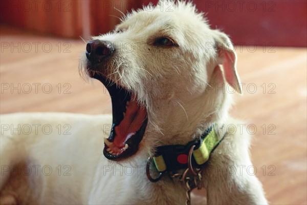 A terrier mix pet dog with a collar mid-bark, appearing alert and vocal