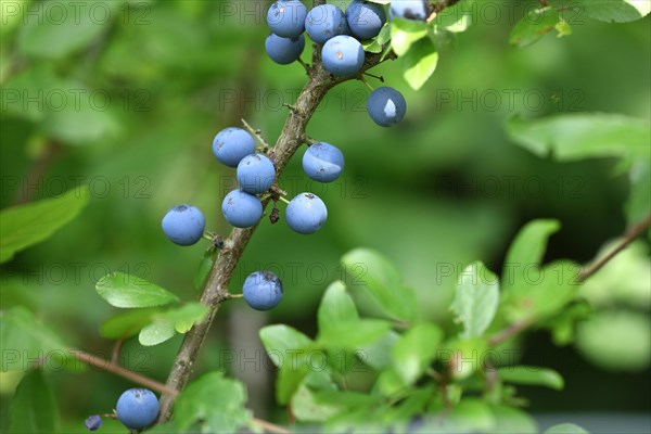Blackthorn (Prunus spinosa), ripe blue fruit on the bush, stone fruit, Wilnsdorf, North Rhine-Westphalia, Germany, Europe
