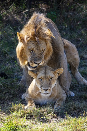 Lion (Panthera leo) Masai Mara Kenya