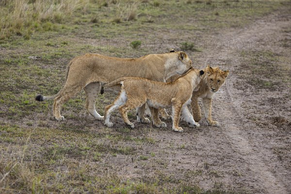 Lion (Panthera leo) Masai Mara Kenya