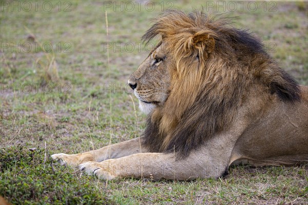 Lion (Panthera leo) Masai Mara Kenya