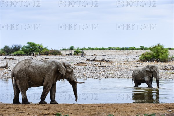 African elephant (Loxodonta africana) in Etosha National Park, animal, wild, free living, wilderness, bathing, bathing, water, climate, safari, Okakuejo waterhole, Namibia, Africa