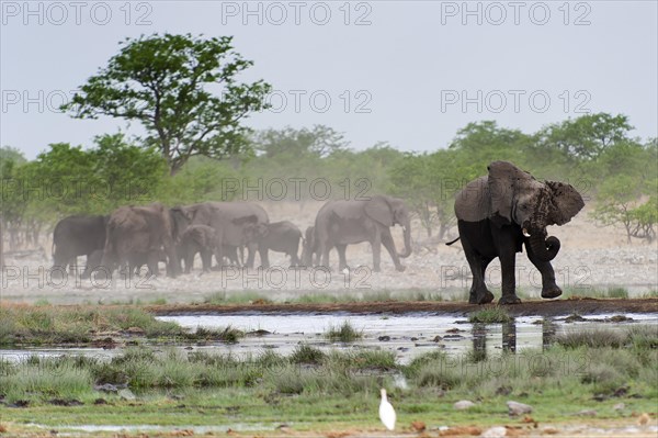 African elephant (Loxodonta africana) in Etosha National Park, herd, elephant herd, family, animal, wild, free living, wilderness, bathing, bathing, water, climate, safari, Rietfontein waterhole, Namibia, Africa