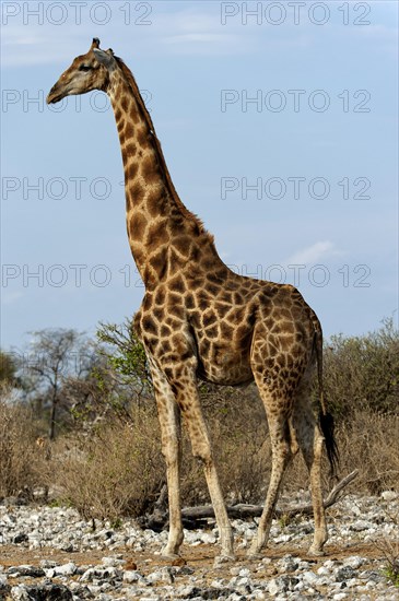 Angolan giraffe (Giraffa giraffa angolensis) in Etosha National Park, giraffe, single, lateral, side view, standing, single animal, steppe, savannah, Namibia, South West Africa, Africa