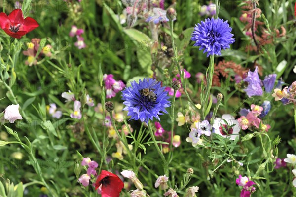 Cornflowers (Centaurea cyanus), yarrow (Achillea), mallow (Malva), yellow daisies (Leucanthemum), poppy (Papaver rhoeas), Baden-Wuerttemberg, Germany, Europe