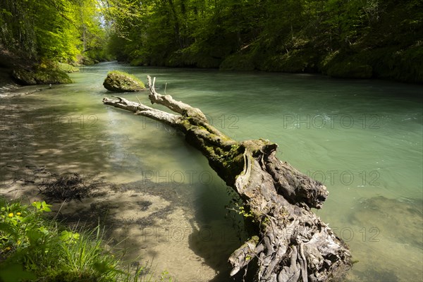 Erlauf, Erlauf Gorge, Purgstall an der Erlauf, Lower Austria