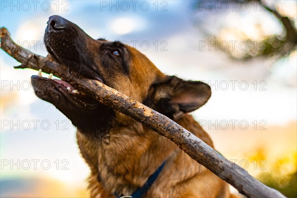 Portrait of a German Shepherd playing with a stick in the street