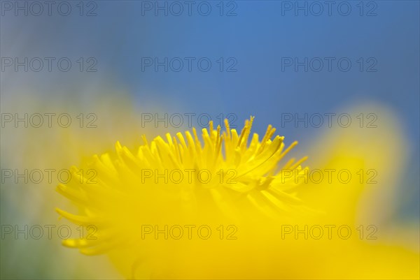 A single yellow flower against a blue sky creates a cheerful feeling, mouse perspective, common dandelion (Taraxacum sect. Ruderalia) in a meadow in sunlight, artistic macro shot, close-up, blurred foreground and background, Allertal, Lower Saxony, Germany, Europe