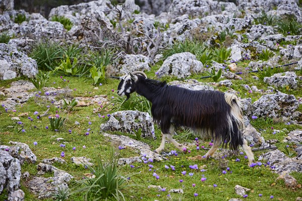 A black and white goat (caprae) grazing in nature, surrounded by rocks and purple flowers, Aradena Gorge, Aradena, Sfakia, Crete, Greece, Europe