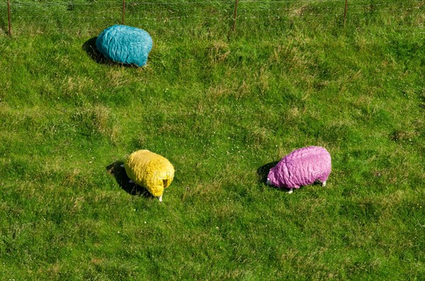 Three sheep or domestic sheep (Ovis gmelini aries) with brightly coloured wool (RGB colours, blue, cyan, yellow, red, magenta) from above on a green meadow, colourful, colourful, Easter, Westerhever, Eiderstedt Peninsula, Schleswig-Holstein Wadden Sea National Park, Schleswig-Holstein, Germany, Europe