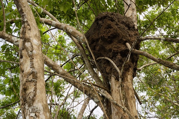 Termite Mound in a tree in the flooded forest, Amazonas state, Brazil, South America