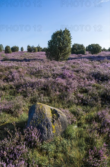 Heath landscape, flowering common heather (Calluna vulgaris), common juniper (Juniperus communis), Lueneburg Heath, Lower Saxony, Germany, Europe