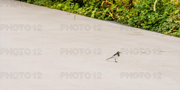 Japanese Wagtail, common in Japan, Korea, Taiwan, Eastern China, and eastern Russia, standing on concrete sidewalk next to grassy area in public park, Asia