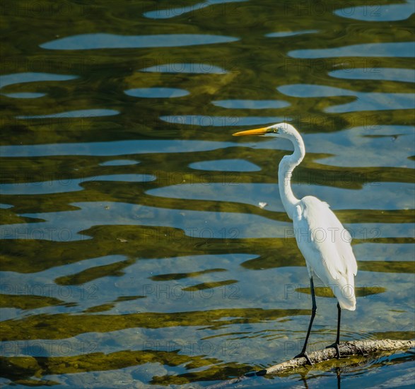 Great white egret standing on tree branch in shallow water looking for fish to eat