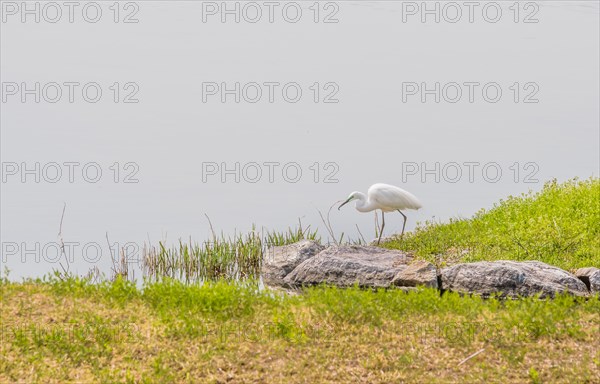 Snowy white egret standing on grassy shore of lake in South Korea