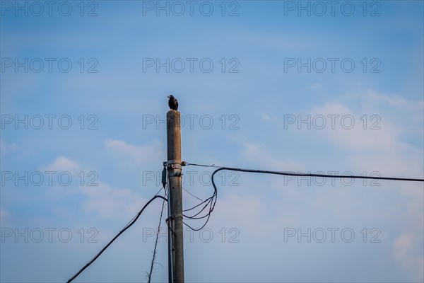 Large black crow perched on top of a concrete telephone pole with a soft blue sky in the background
