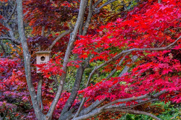 Wooden birdhouse secured to branch of maple tree in autumn colors