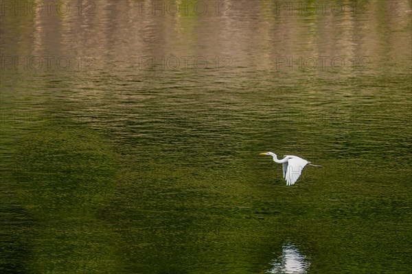 White egret flying over river with green color cast caused by trees on riverbank