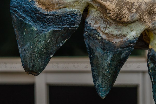 Closeup of upper teeth from prehistoric shark