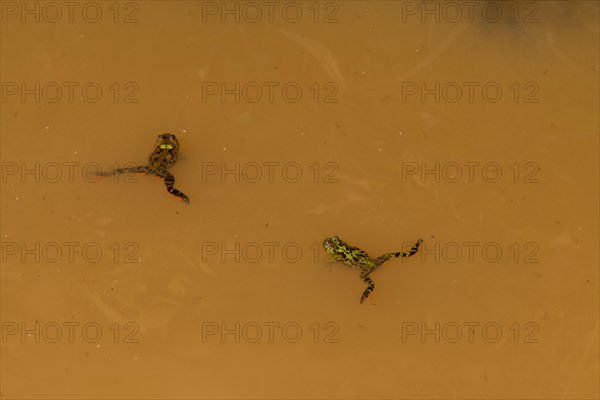 Two small green and brown marsh frog floating on the surface of a small pond of dirty water