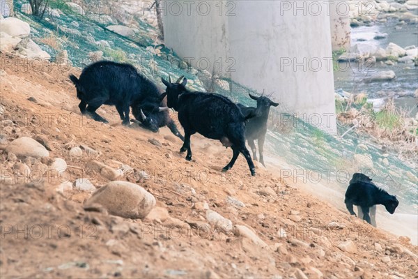 Small herd of black goats on a rocky hillside with two adult goats fighting