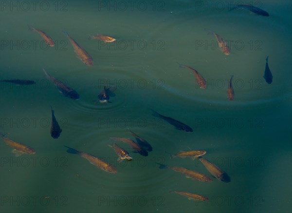 Closeup of a school of small fish swimming at the surface of a pond