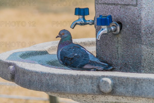Pigeons sitting on a concrete water fountain with blue handle on chrome faucets and a can in the trough
