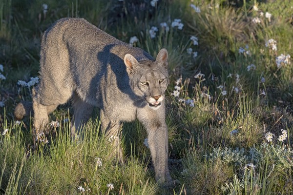 Cougar (Cougar concolor), silver lion, mountain lion, cougar, panther, small cat, Torres del Paine National Park, Patagonia, end of the world, Chile, South America