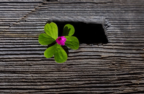 Flower and Heart Shape Leaf on an Old Wood Table with Sunlight in Switzerland