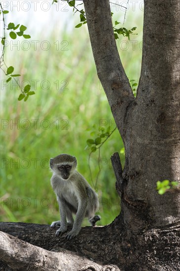 Vervet monkey (Chlorocebus sabaeus), foraging, free-living, wild, wild, nature, animal, fauna, monkey, Botswana, Africa