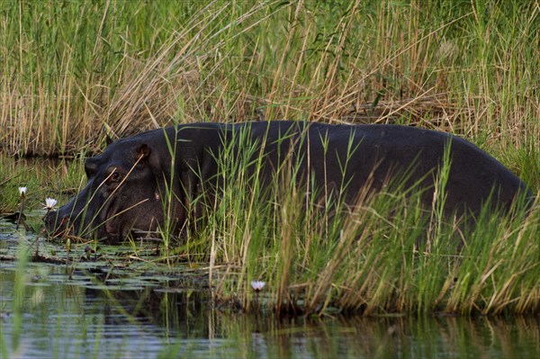 Hippopotamus (Hippopotamus amphibius), Hippopotamus, animal, danger, dangerous, wild, river, river animal, Okavango Delta at the Kwando River in BwaBwata National Park, Namibia, Africa