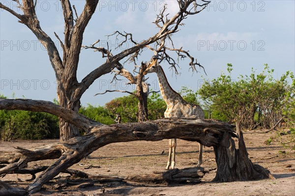 Angolan giraffe (Giraffa angolensis), animal, ungulate, travel, destination, safari, tree, dry, climate, wilderness Chobe National Park, Botswana, Africa