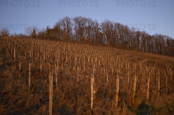 Organic viticulture, vineyard in the evening light, Korb im Remstal, Baden-Wuerttemberg, Germany, Europe