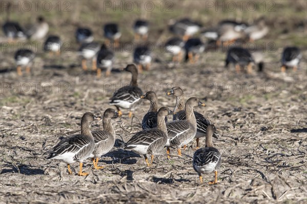 Bean Geese (Anser fabalis), Emsland, Lower Saxony, Germany, Europe