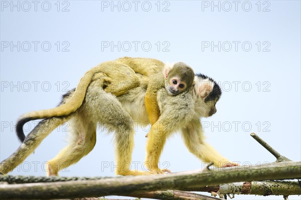 Black-capped squirrel monkey (Saimiri boliviensis) mother with he youngster, Germany, Europe