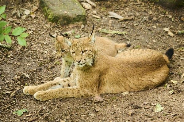 Eurasian lynx (Lynx lynx) mother with her youngster lying on the ground, Bavaria, Germany, Europe