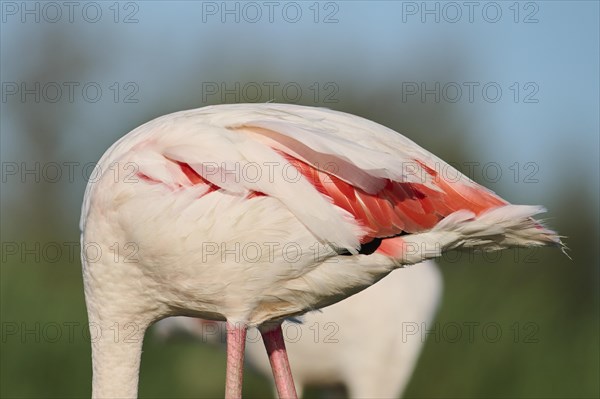Greater Flamingo (Phoenicopterus roseus), body, detail, feathers, Parc Naturel Regional de Camargue, France, Europe