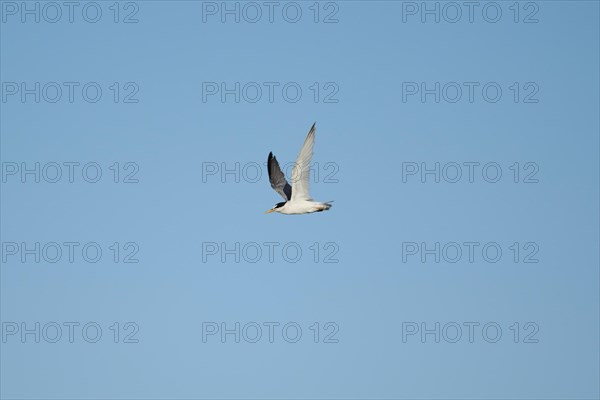 Little tern (Sternula albifrons) flying in the sky, Parc Naturel Regional de Camargue, France, Europe