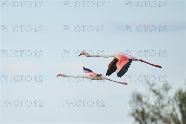 Greater Flamingo (Phoenicopterus roseus) flying in the sky, Parc Naturel Regional de Camargue, France, Europe