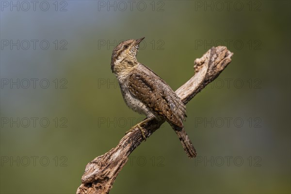 Eurasian wryneck (Jynx torquilla), on branch, Castile-Leon province, Spain, Europe