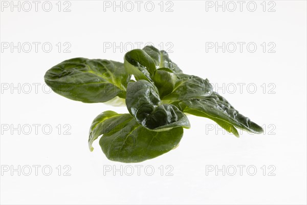 Field salad, studio shots on a white background