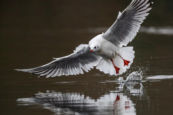 A black-headed gull in flight, Lake Kemnader, Ruhr area, North Rhine-Westphalia, Germany, Europe